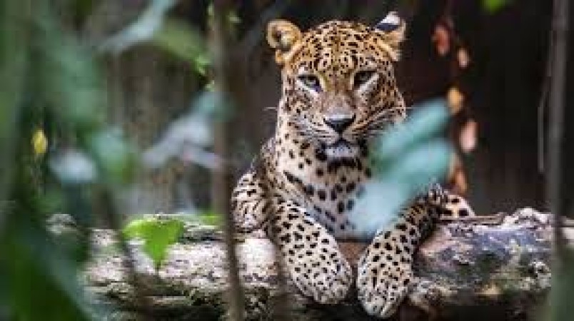 Offbeat Sri Lanka - Yala National Park Special