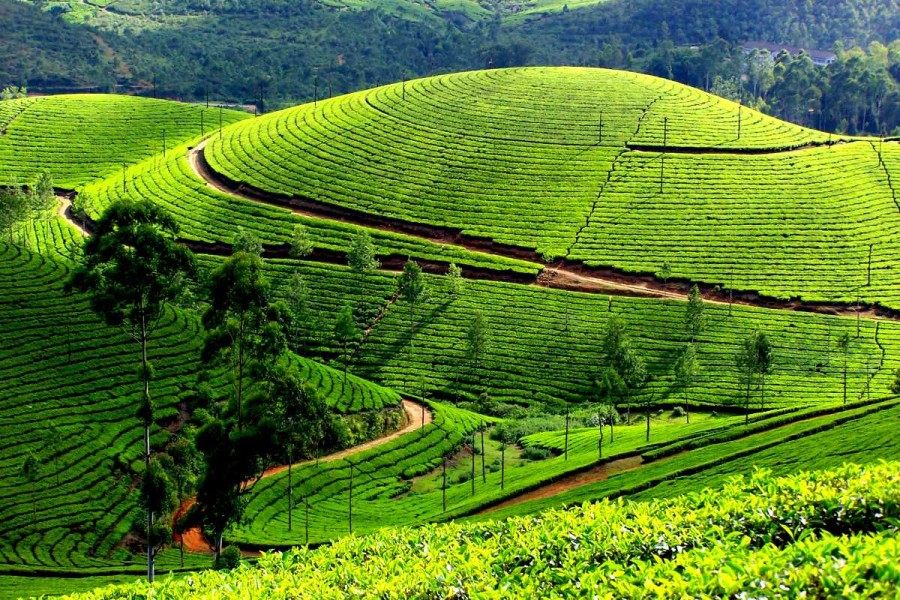 Epic Kerala - Mega Price Drop Sale